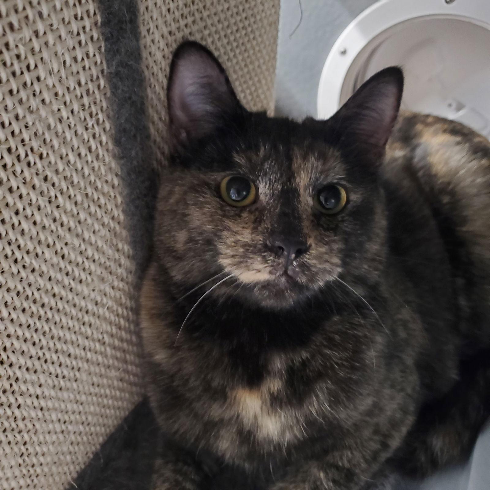 Meadow, Adopted, Young Female Domestic Short Hair.