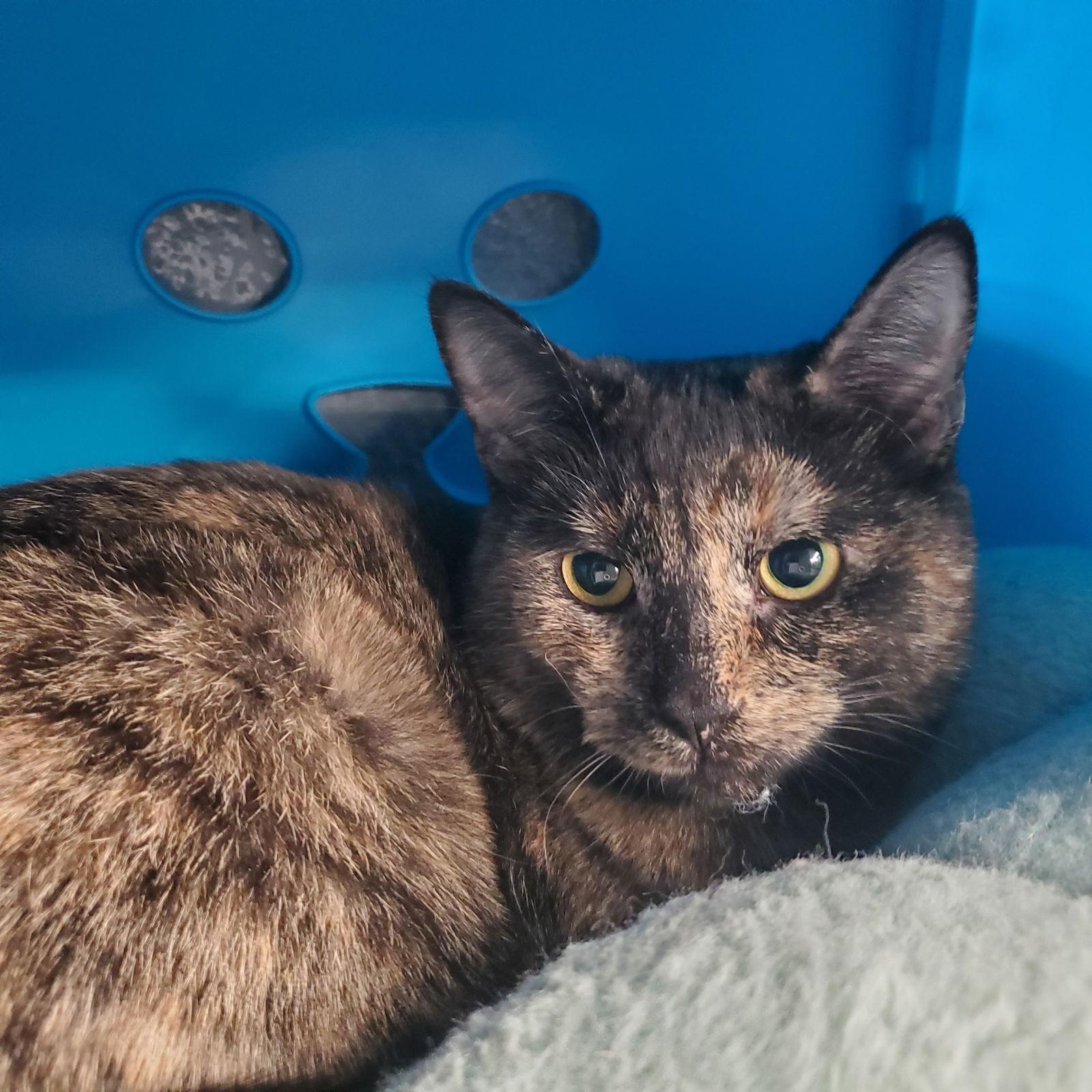 Enlarge Meadow, a Adopted Domestic Short Hair in Los Alamitos, CA image 2/3