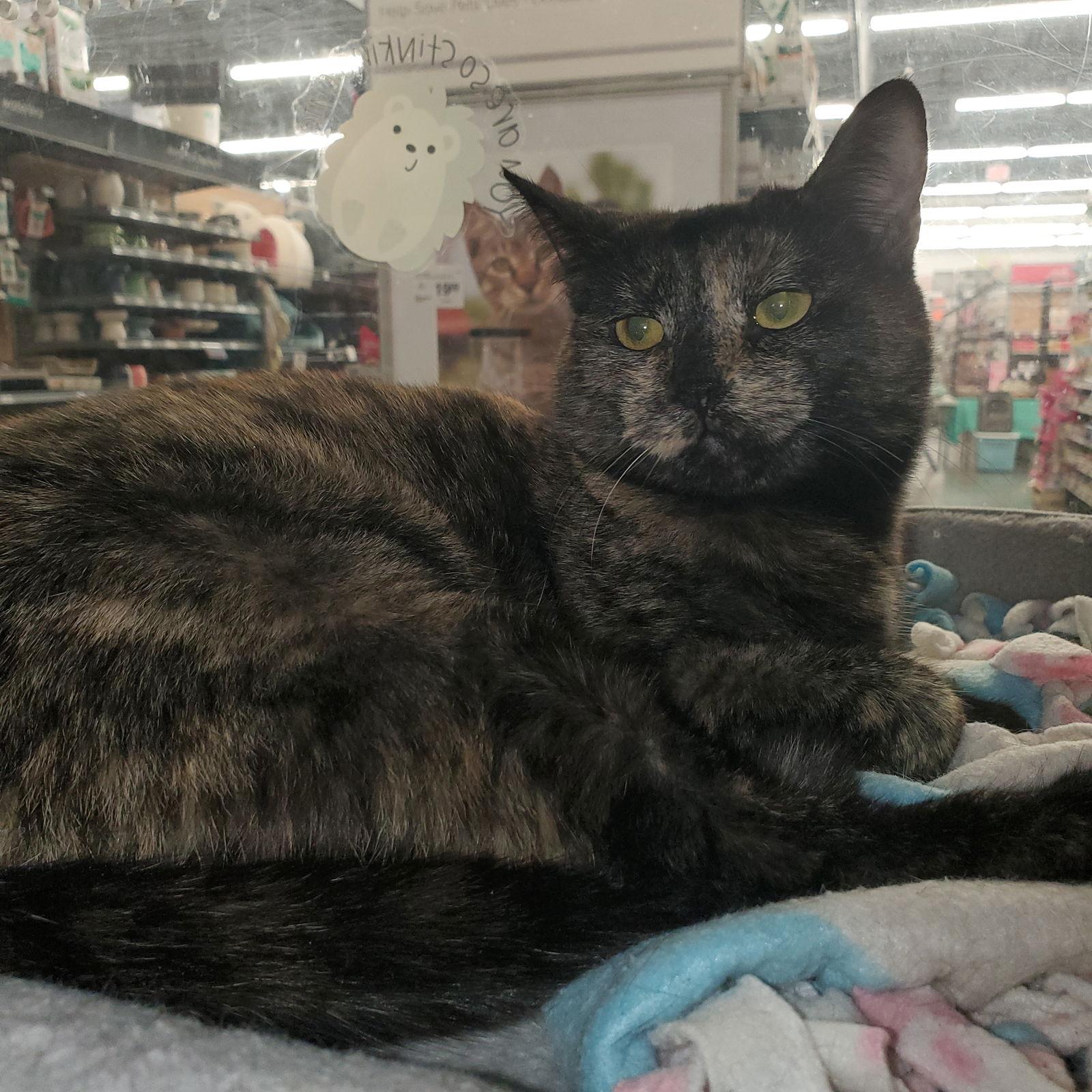 Enlarge Meadow, a Adopted Domestic Short Hair in Los Alamitos, CA image 3/3