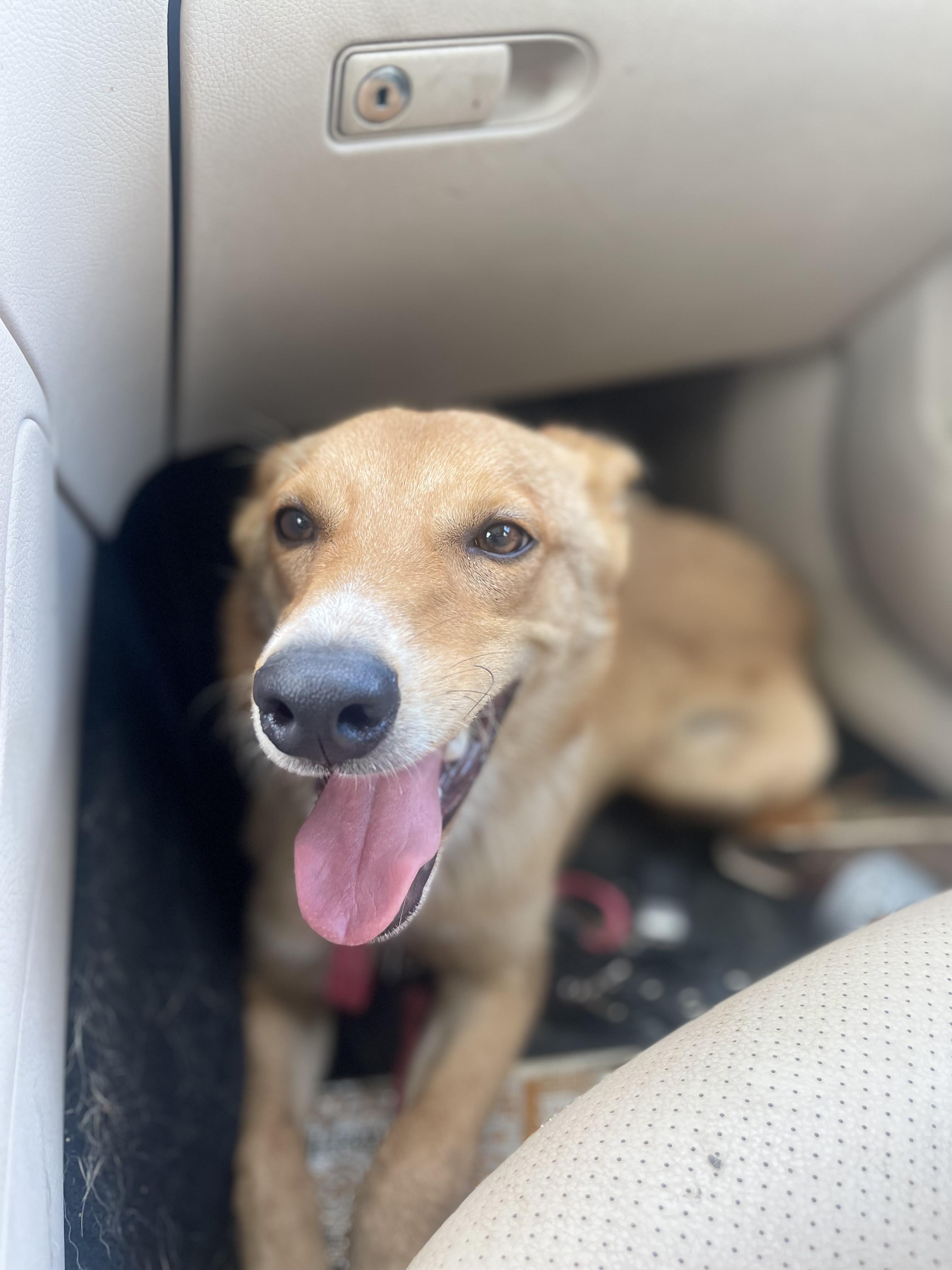 Summer, Adoptable, Young Female German Shepherd Dog.