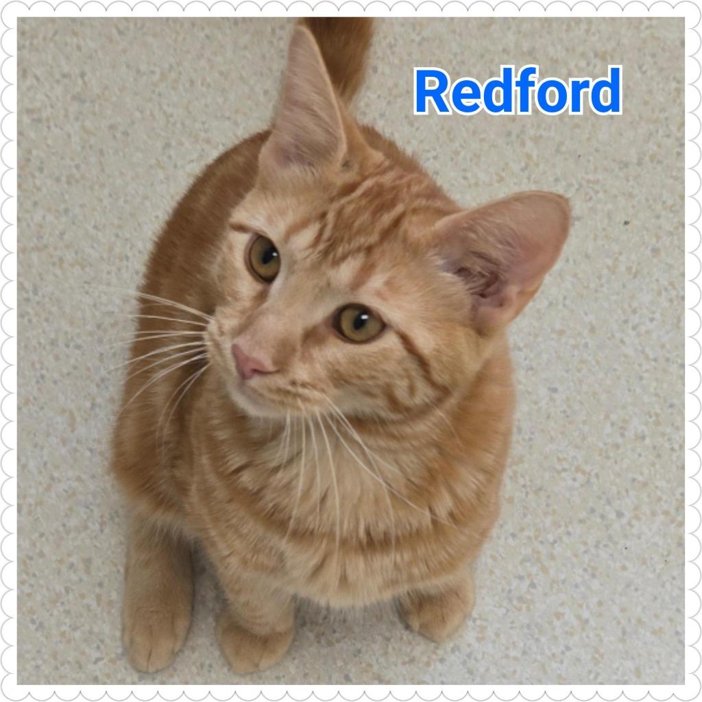 Enlarge Redford, a Adopted mixed breed in North Saint Paul, MN image 1/3