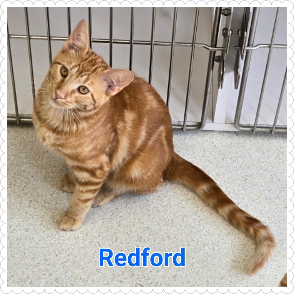 Enlarge Redford, a Adopted mixed breed in North Saint Paul, MN image 2/3