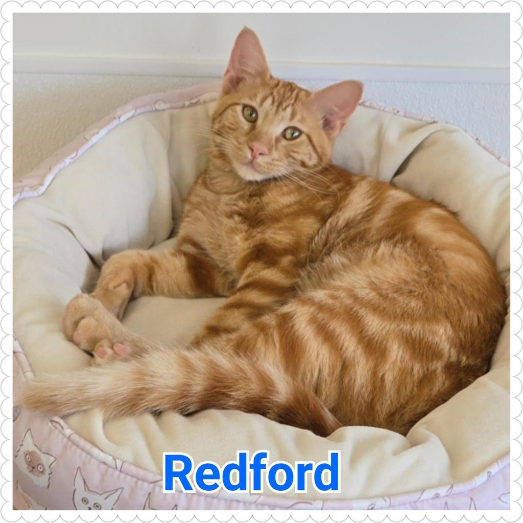 Enlarge Redford, a Adopted mixed breed in North Saint Paul, MN image 3/3