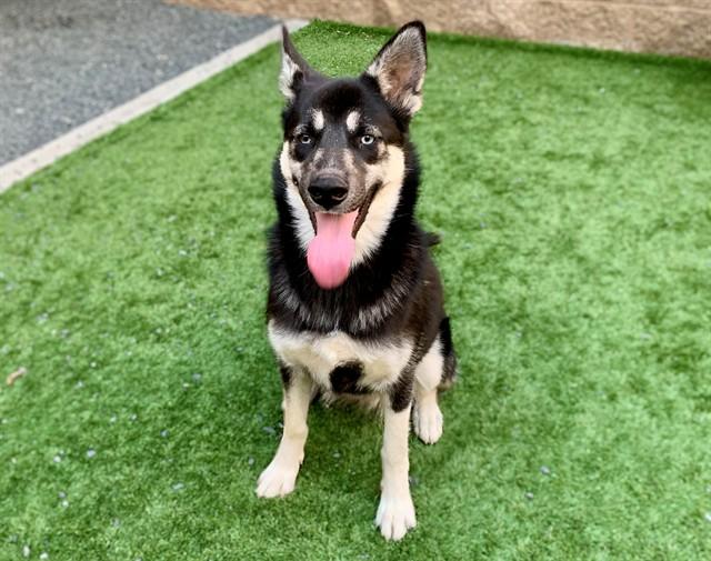 ESPRESSO, Adoptable, Young Female German Shepherd Dog & Mixed Breed.