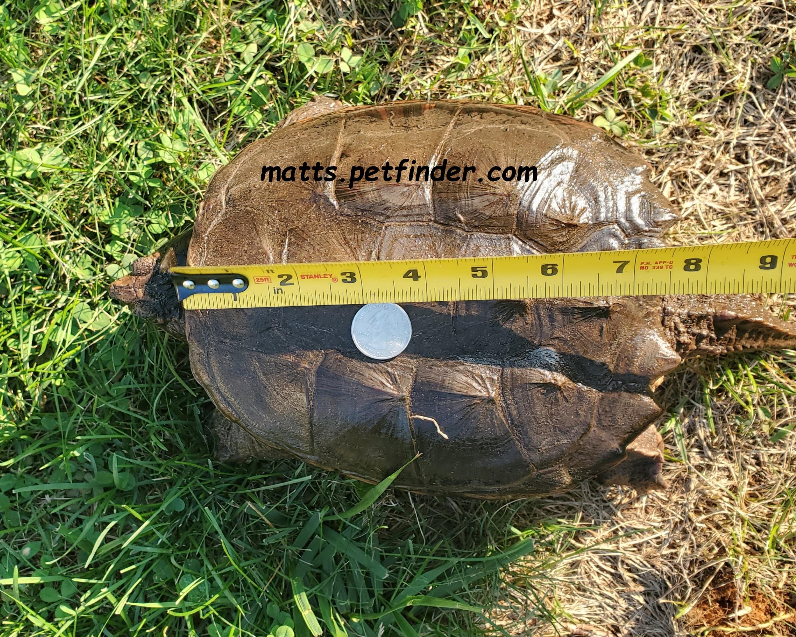 Bob Common Snapping Turtle (Water Turtle), a Adoptable Snapping in Baltimore, MD image 4/5