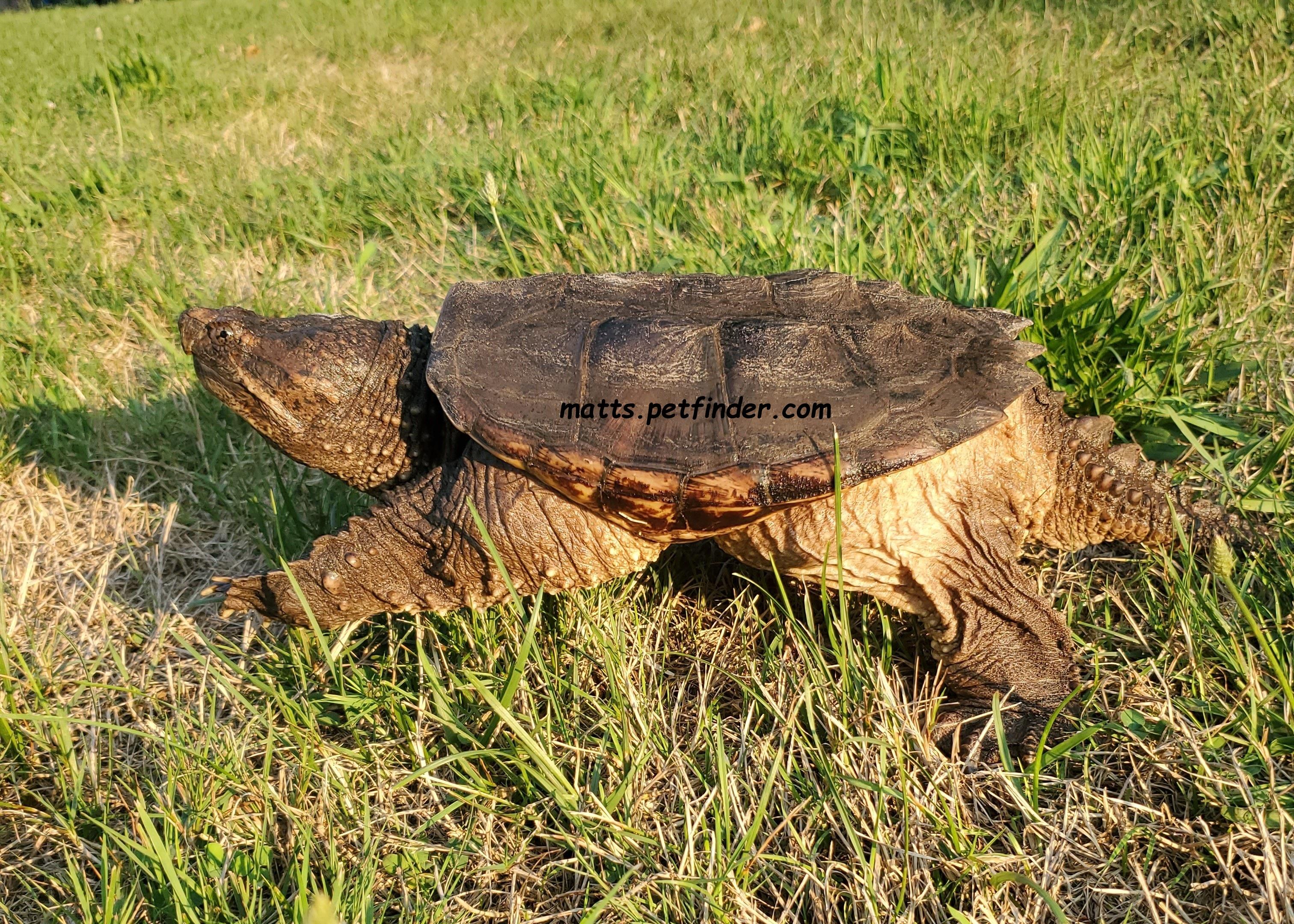 Bob Common Snapping Turtle (Water Turtle), Adoptable, Young Male Snapping.