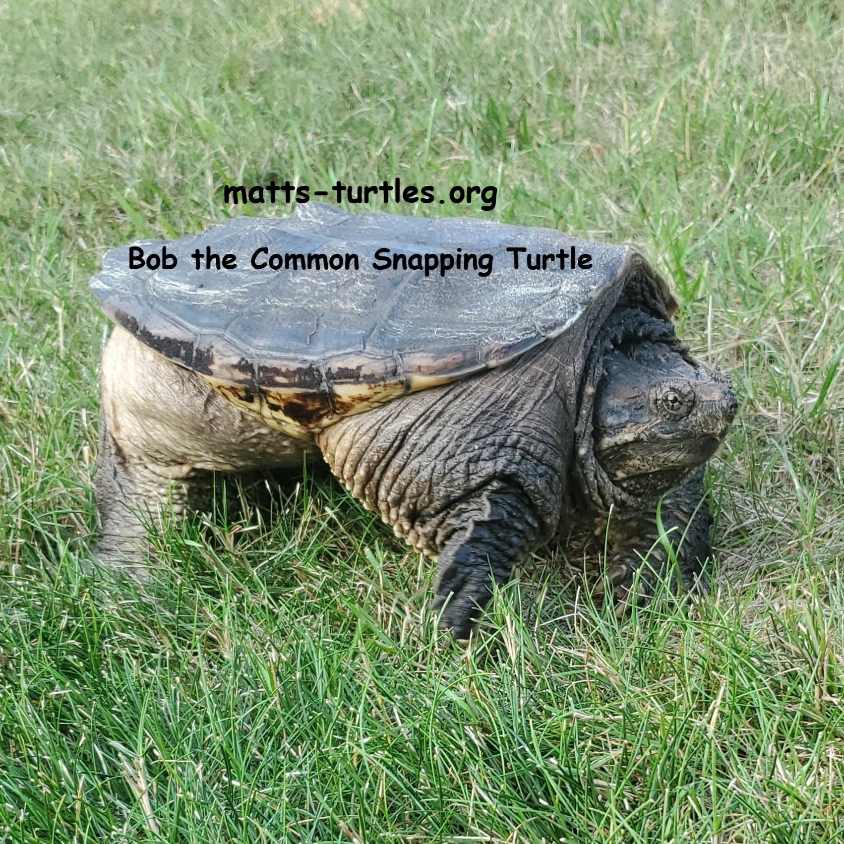 Bob Common Snapping Turtle (Water Turtle), a Adoptable Snapping in Baltimore, MD image 3/5