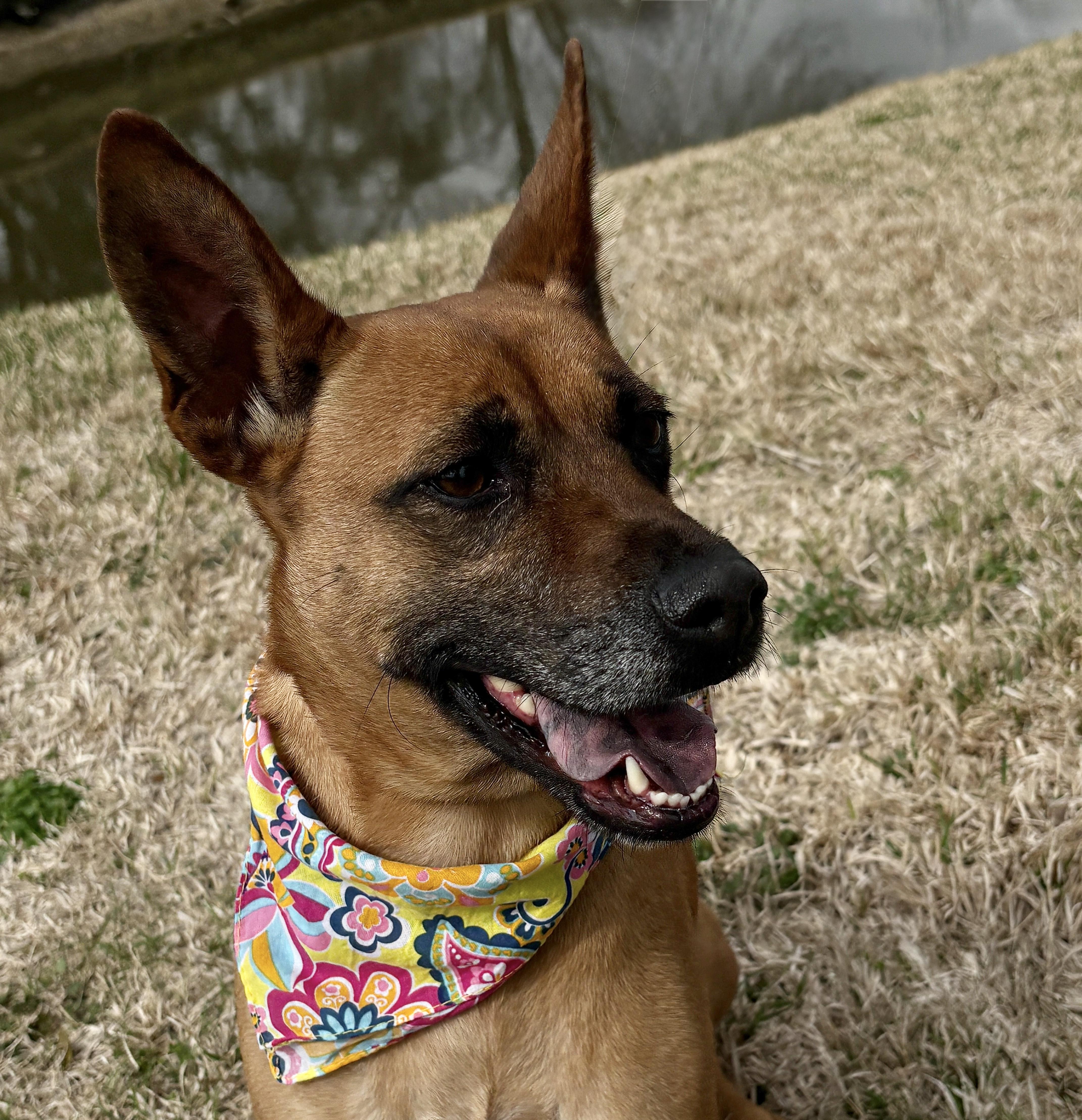 Enlarge XENA- true sweetie!, a Adoptable mixed breed in Groton, CT image 3/6