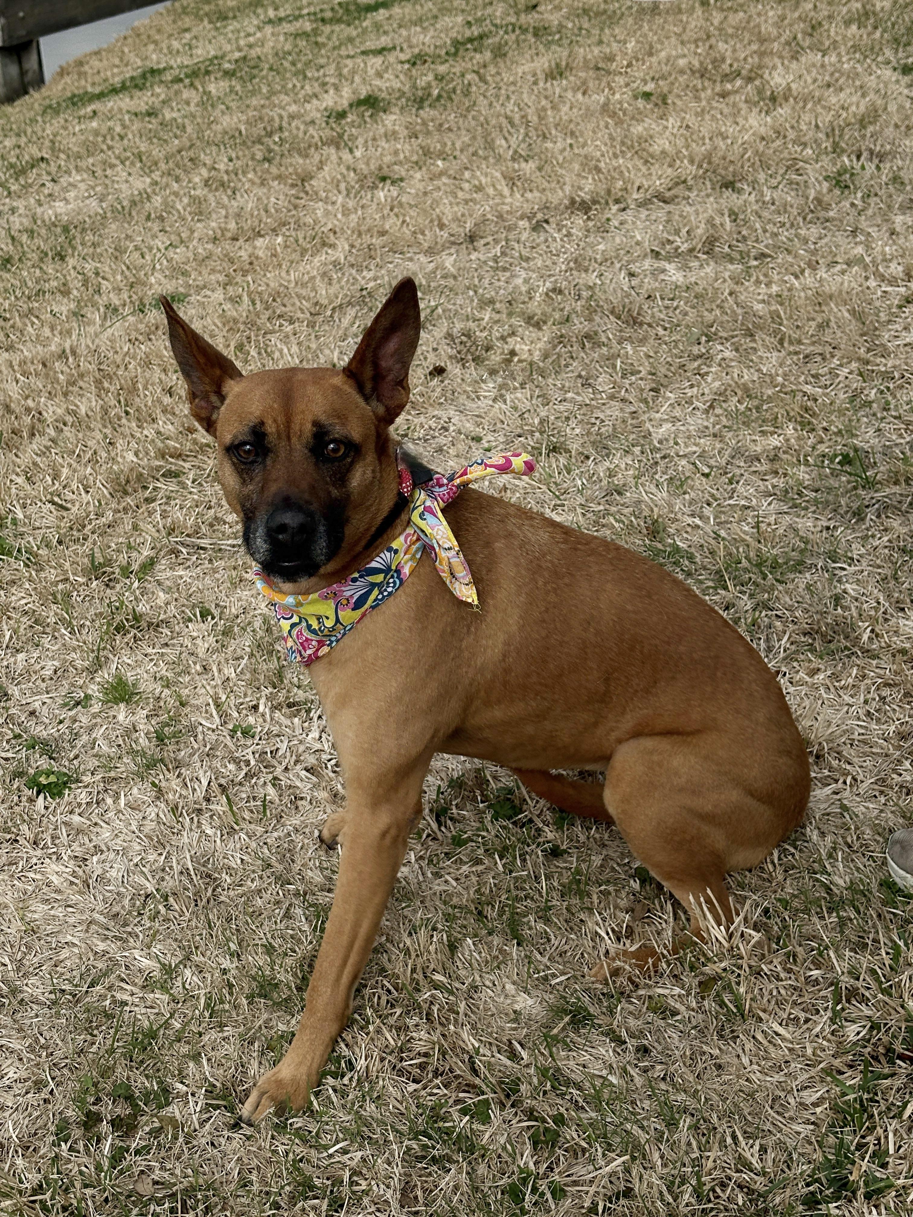 Enlarge XENA- true sweetie!, a Adoptable mixed breed in Groton, CT image 4/6