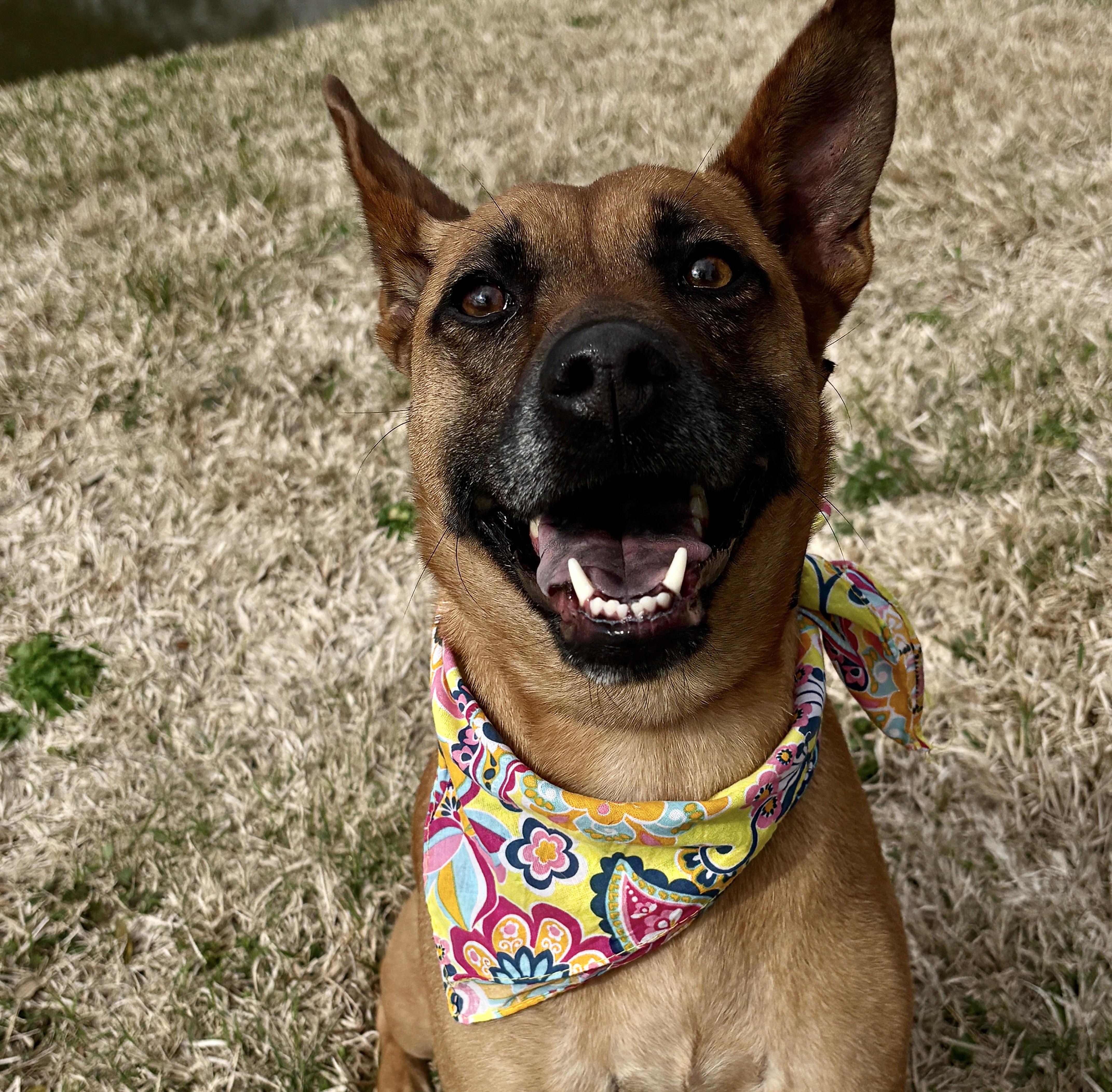 XENA- true sweetie!, Adoptable, Adult Female Shepherd & Belgian Shepherd / Malinois.