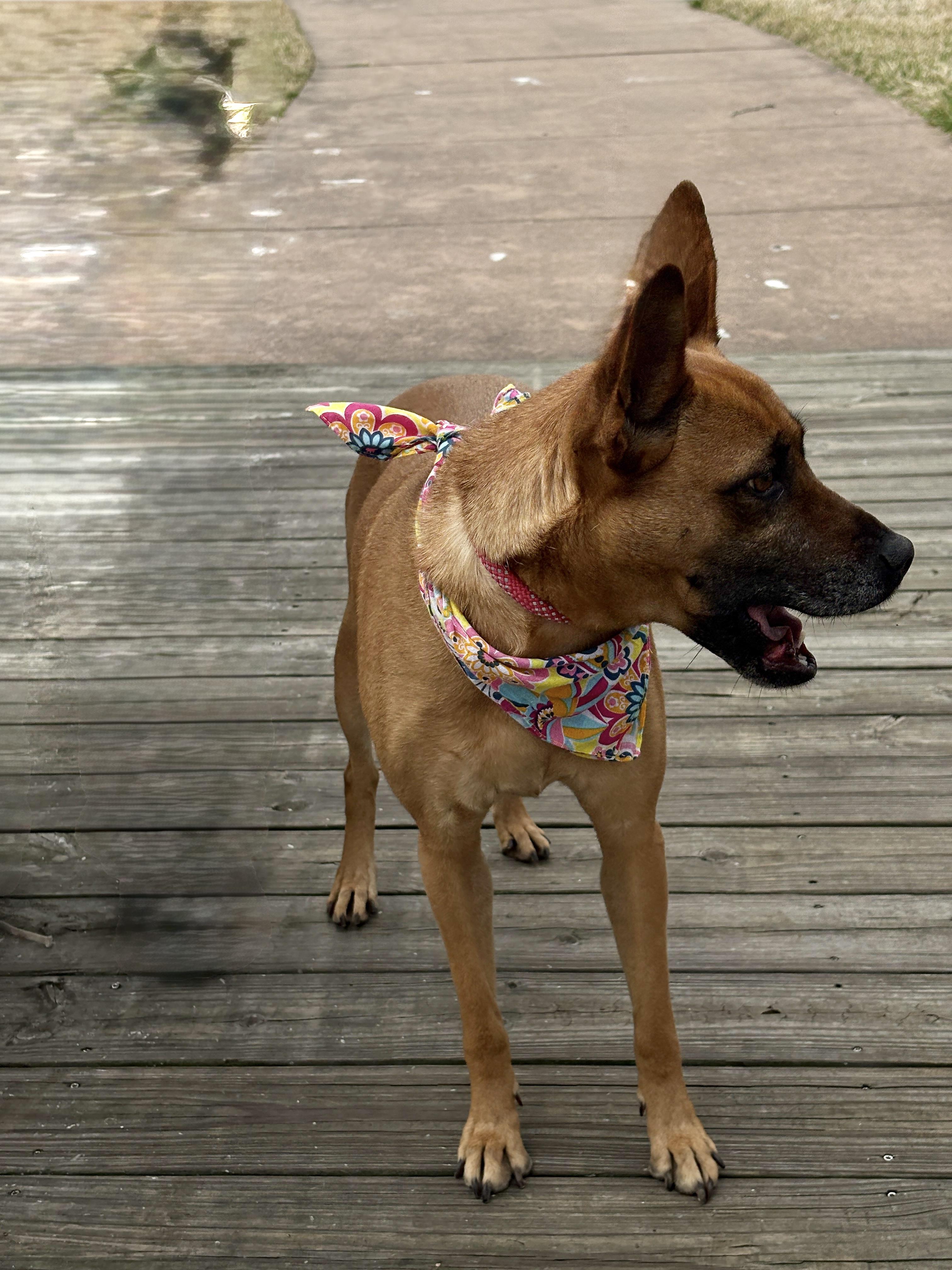 Enlarge XENA- true sweetie!, a Adoptable mixed breed in Groton, CT image 5/6