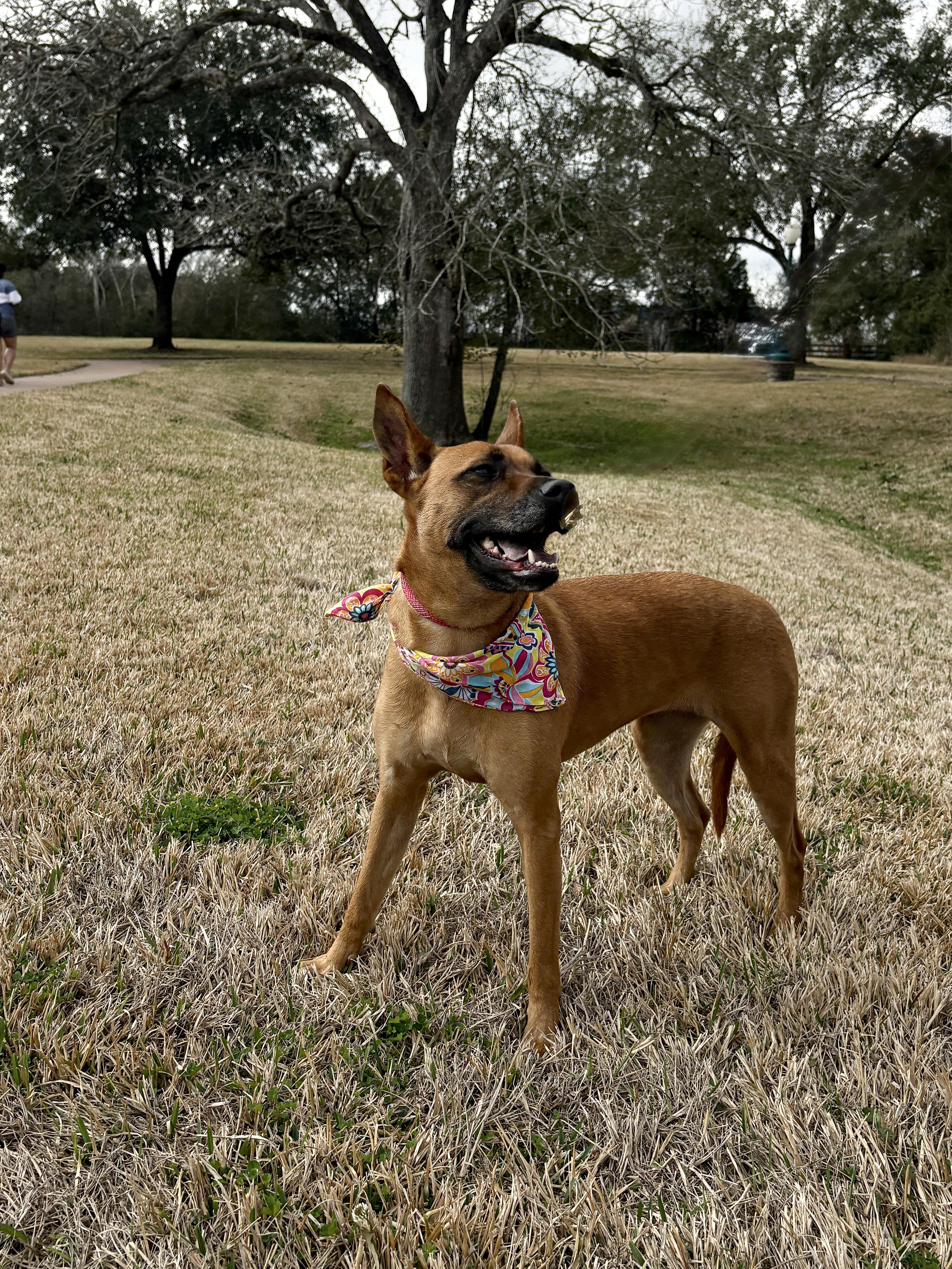 Enlarge XENA- true sweetie!, a Adoptable mixed breed in Groton, CT image 6/6