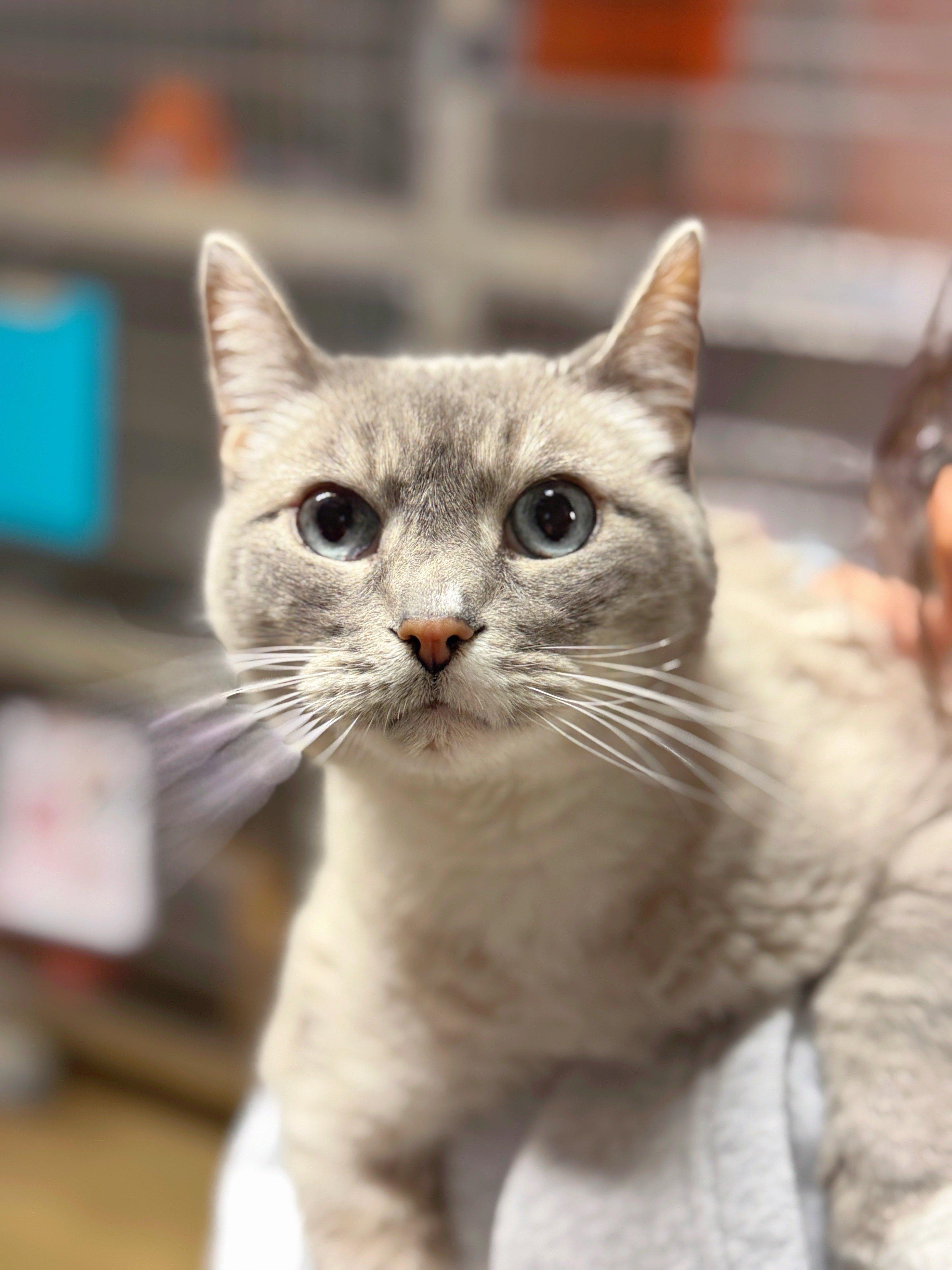 Honey, an adoptable Tonkinese in Wayne, NJ, 07470 | Photo Image 1