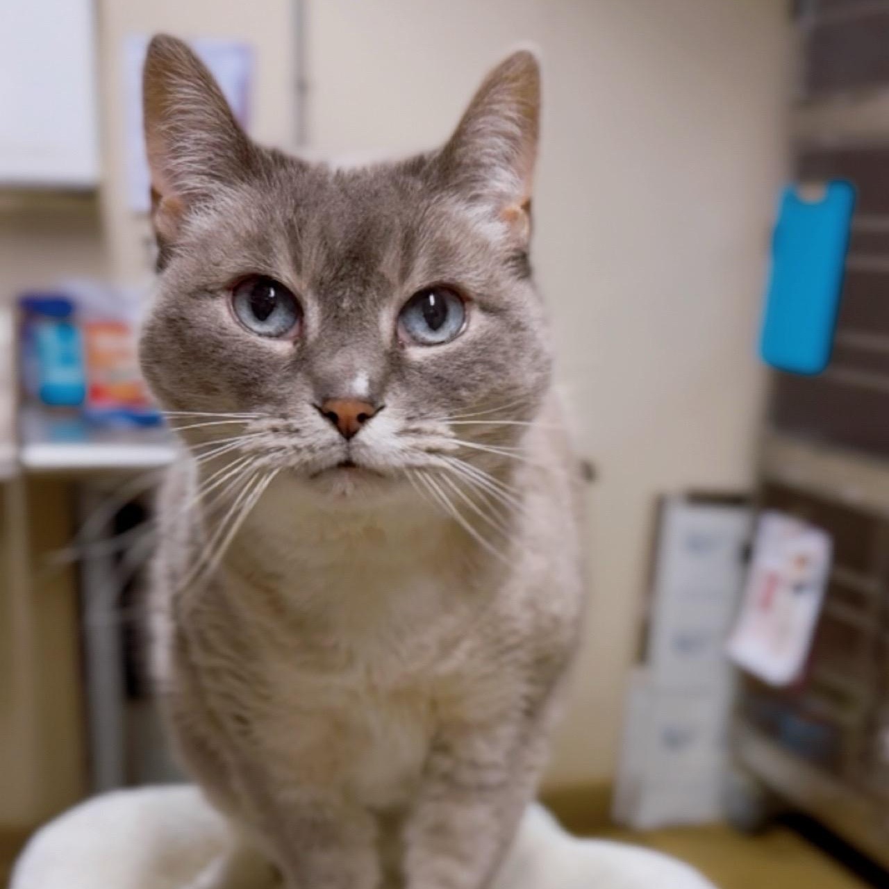 Honey, an adoptable Tonkinese in Wayne, NJ, 07470 | Photo Image 1