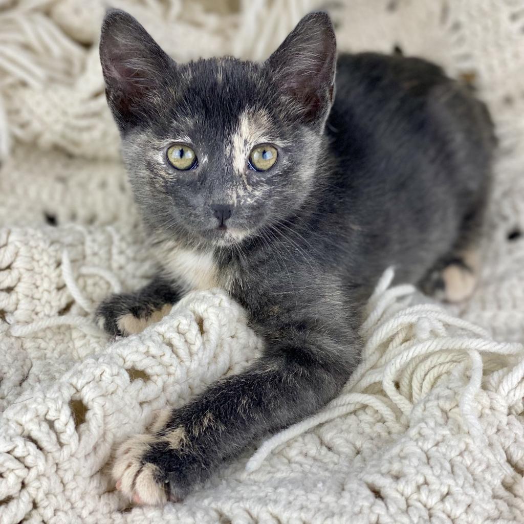 Courtney, Adoptable, Kitten Female Domestic Short Hair.