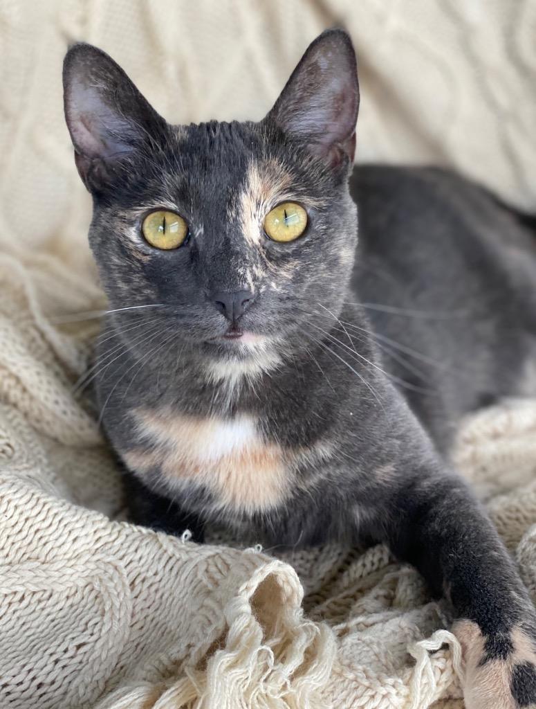 Enlarge Courtney, a Adoptable mixed breed in Decorah, IA image 2/4