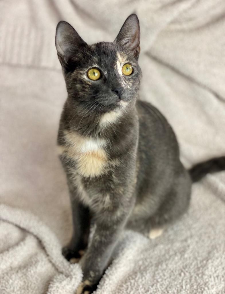 Enlarge Courtney, a Adoptable mixed breed in Decorah, IA image 2/3