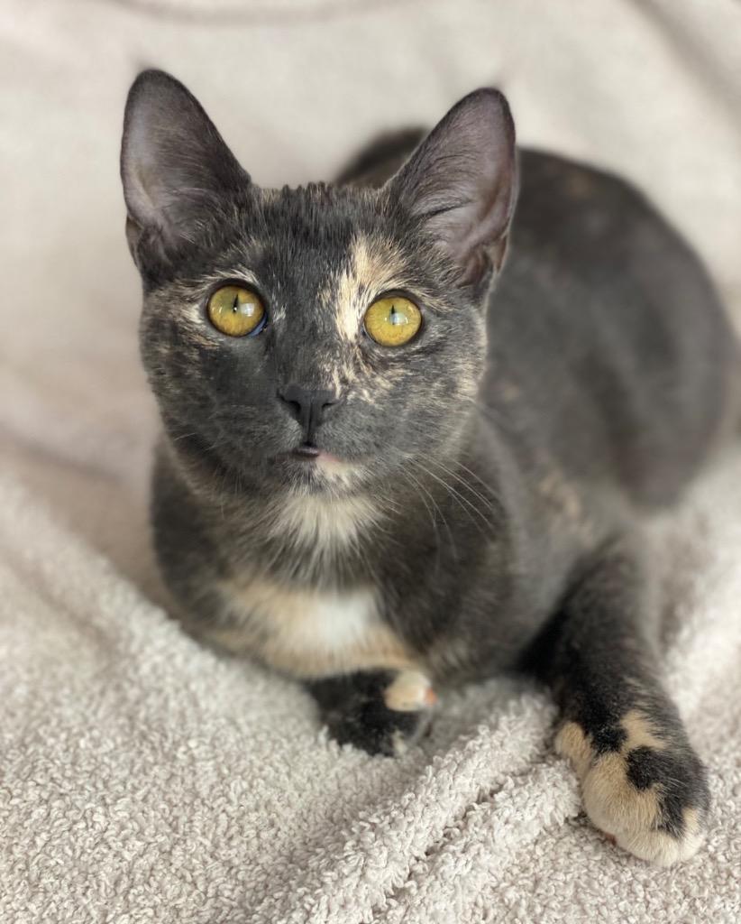 Enlarge Courtney, a Adoptable mixed breed in Decorah, IA image 3/3