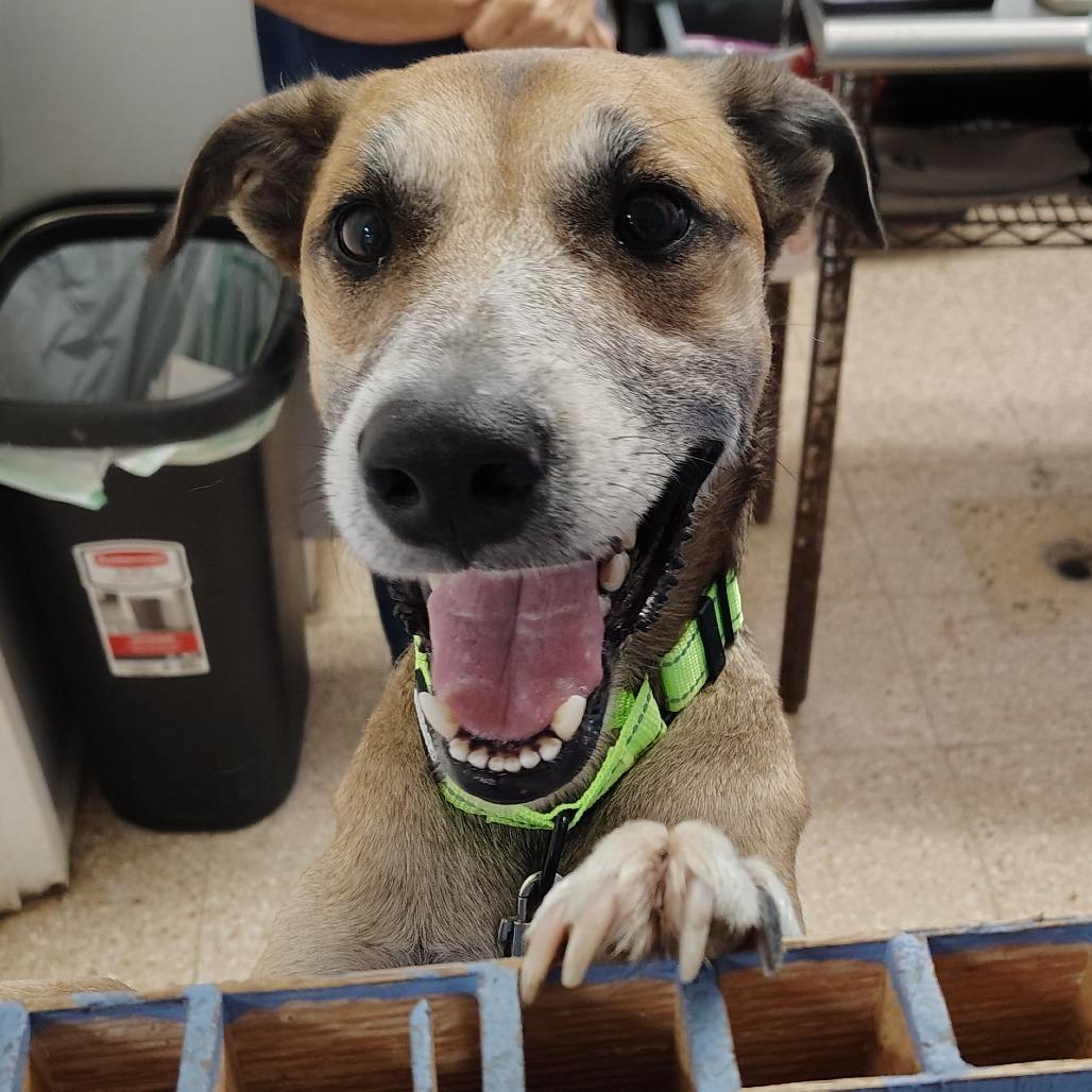 Bert, Adoptable, Adult Male Mixed Breed.