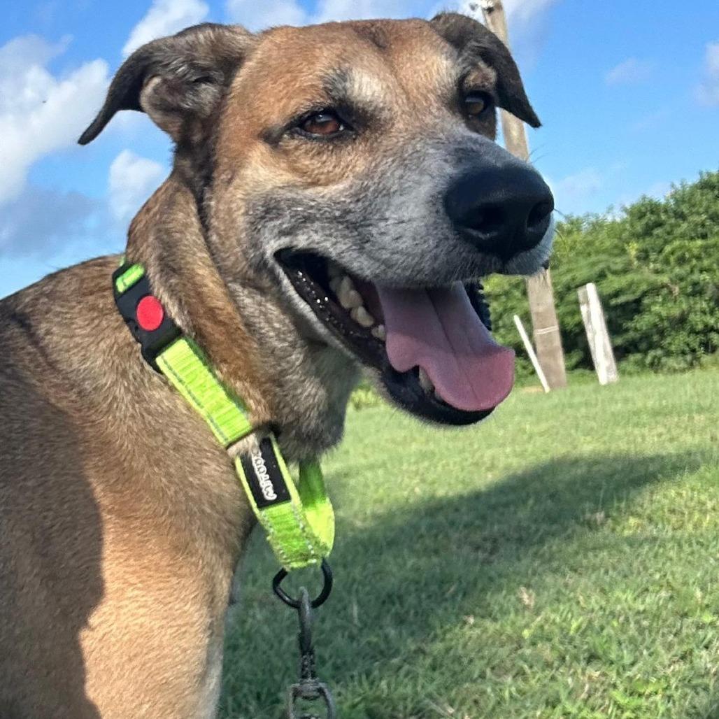 Enlarge Bert, a Adoptable Mixed Breed in Vieques, PR image 2/5