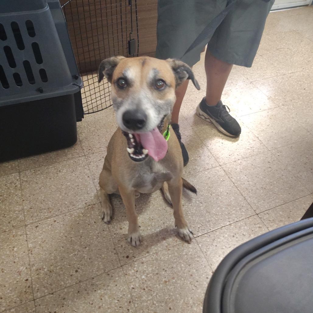 Enlarge Bert, a Adoptable Mixed Breed in Vieques, PR image 3/5