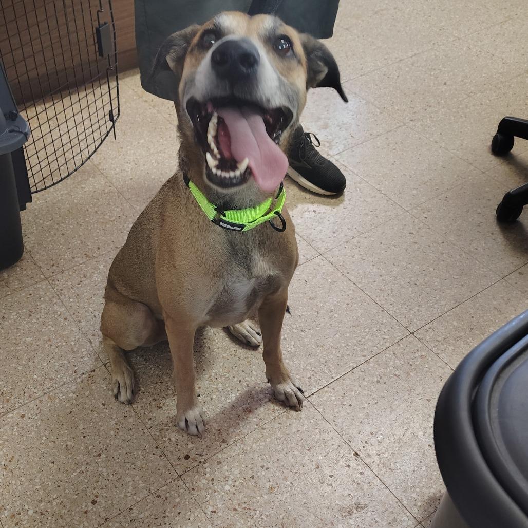 Enlarge Bert, a Adoptable Mixed Breed in Vieques, PR image 4/5