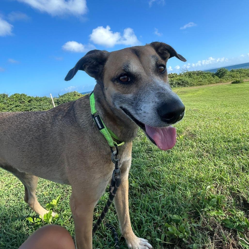 Enlarge Bert, a Adoptable Mixed Breed in Vieques, PR image 5/5