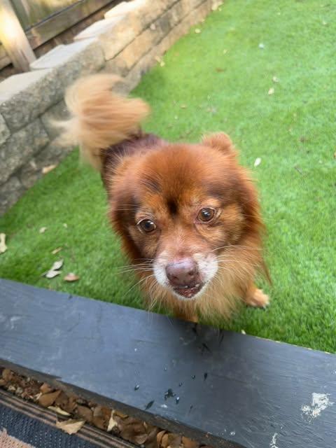 Enlarge Bear, a Adoptable mixed breed in Virginia Beach, VA image 1/1