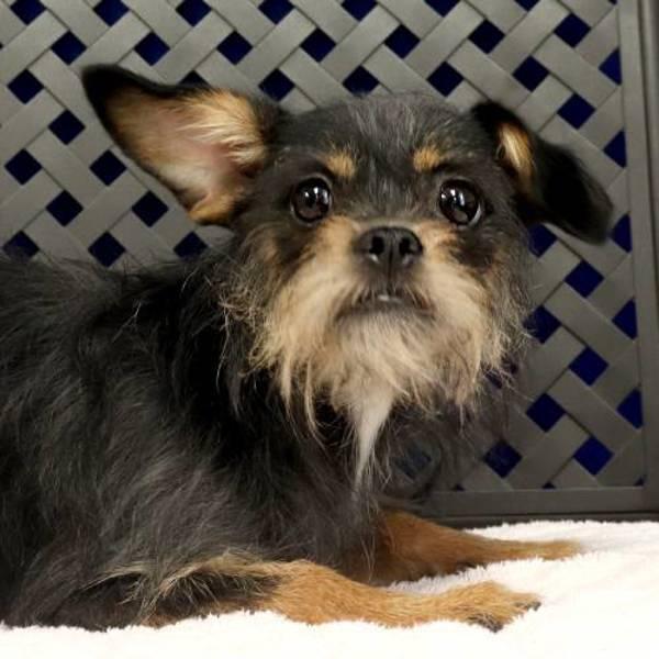 Murphy, Adoptable, Young Male Terrier.