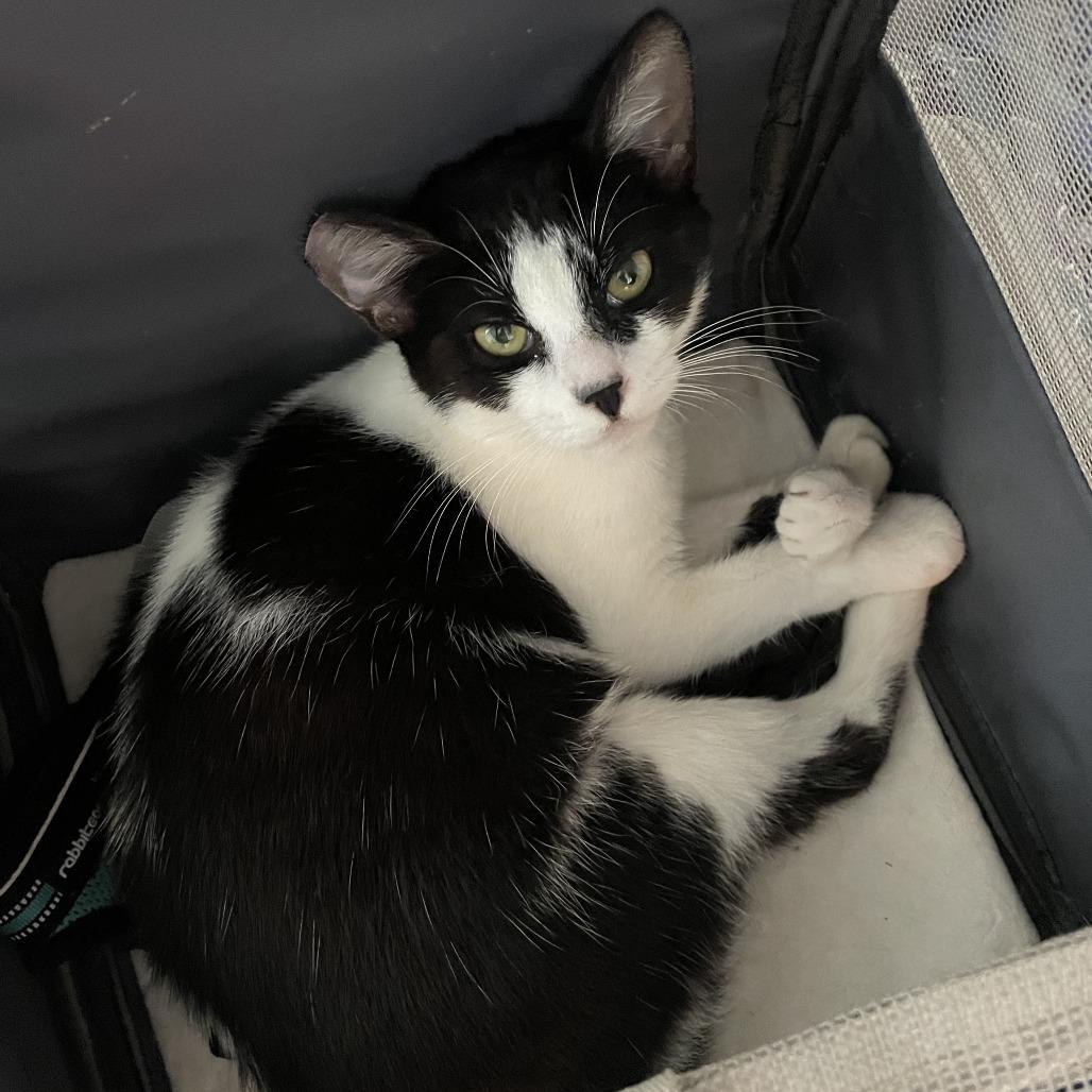 Izzy, Adoptable, Adult Female American Shorthair.