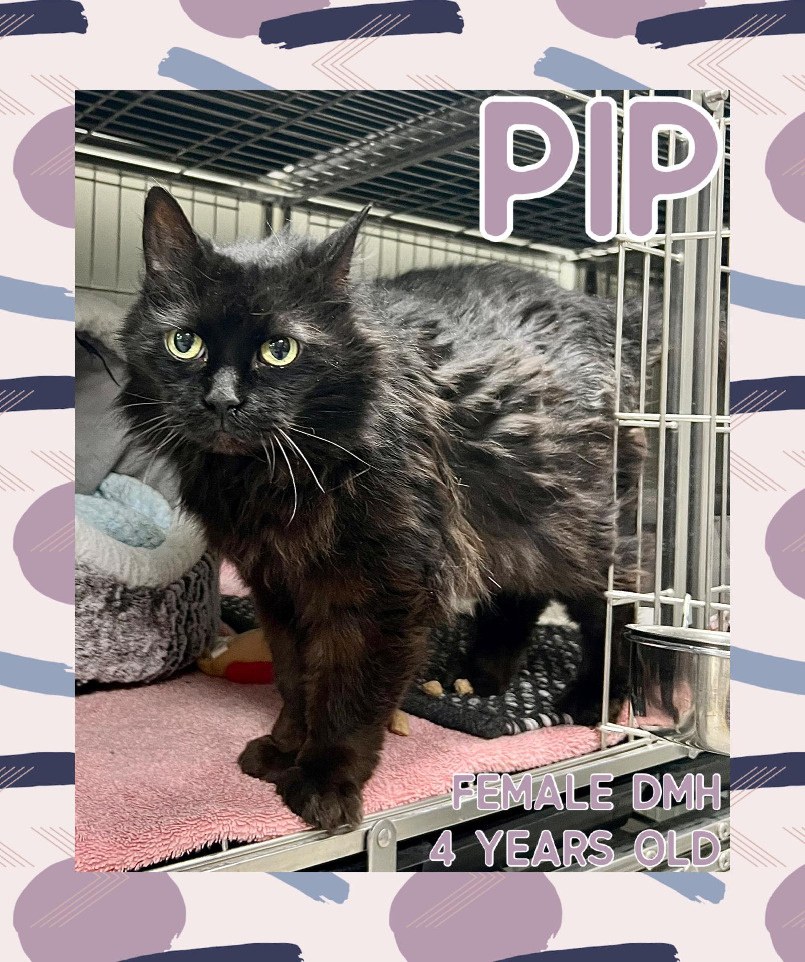 Enlarge Pip, a ADOPTABLE mixed breed in Danville, IN image 1/1
