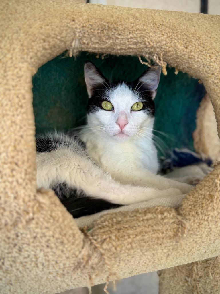 Enlarge Lannister, a Adoptable mixed breed in Los Angeles, CA image 6/6