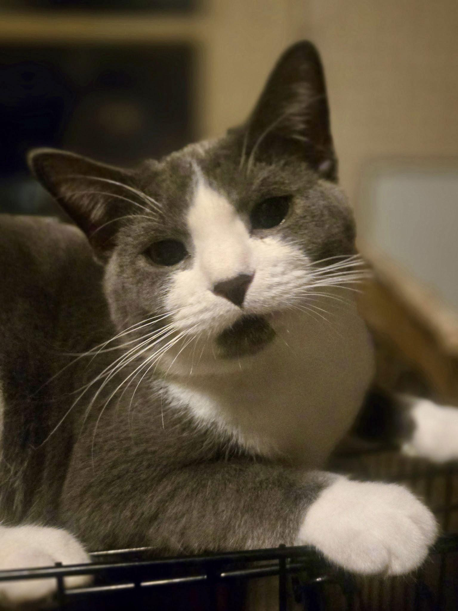 Enlarge Kendalyn (w/ Johnny), a Adoptable Domestic Short Hair in Stewartsville, NJ image 2/3