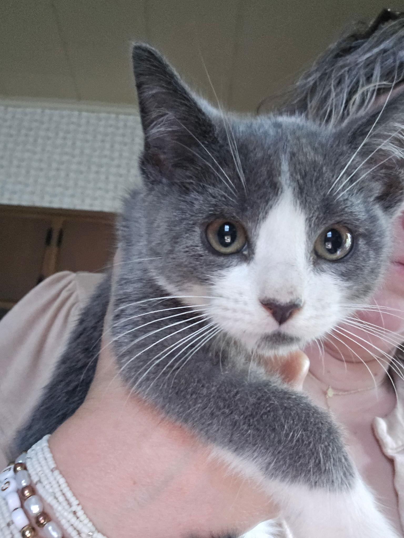 Kendalyn (w/ Johnny), a Adoptable Domestic Short Hair in Stewartsville, NJ image 2/3