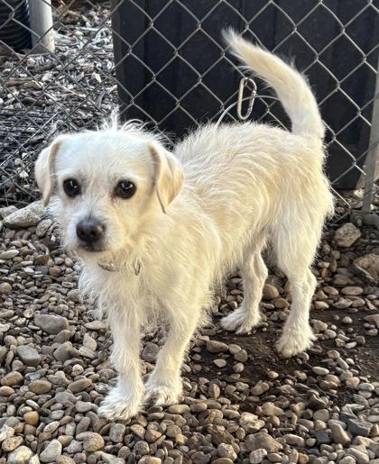 Enlarge Q-tip, an adoptable mixed breed in Plano, TX image 1/4