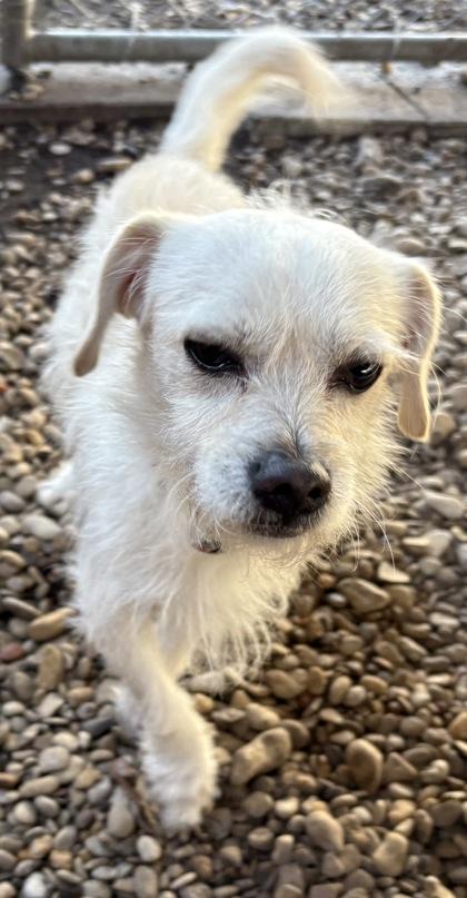 Enlarge Q-tip, an adoptable mixed breed in Plano, TX image 2/4