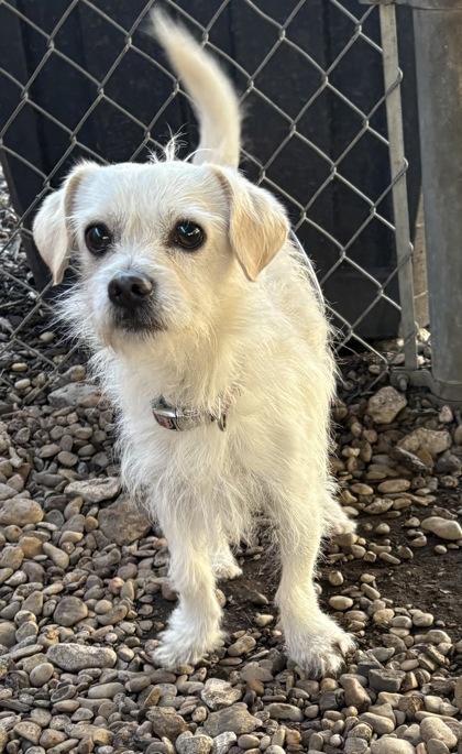 Enlarge Q-tip, an adoptable mixed breed in Plano, TX image 3/4