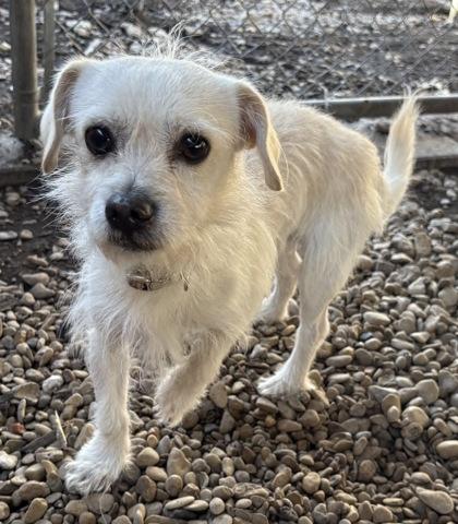 Enlarge Q-tip, an adoptable mixed breed in Plano, TX image 4/4