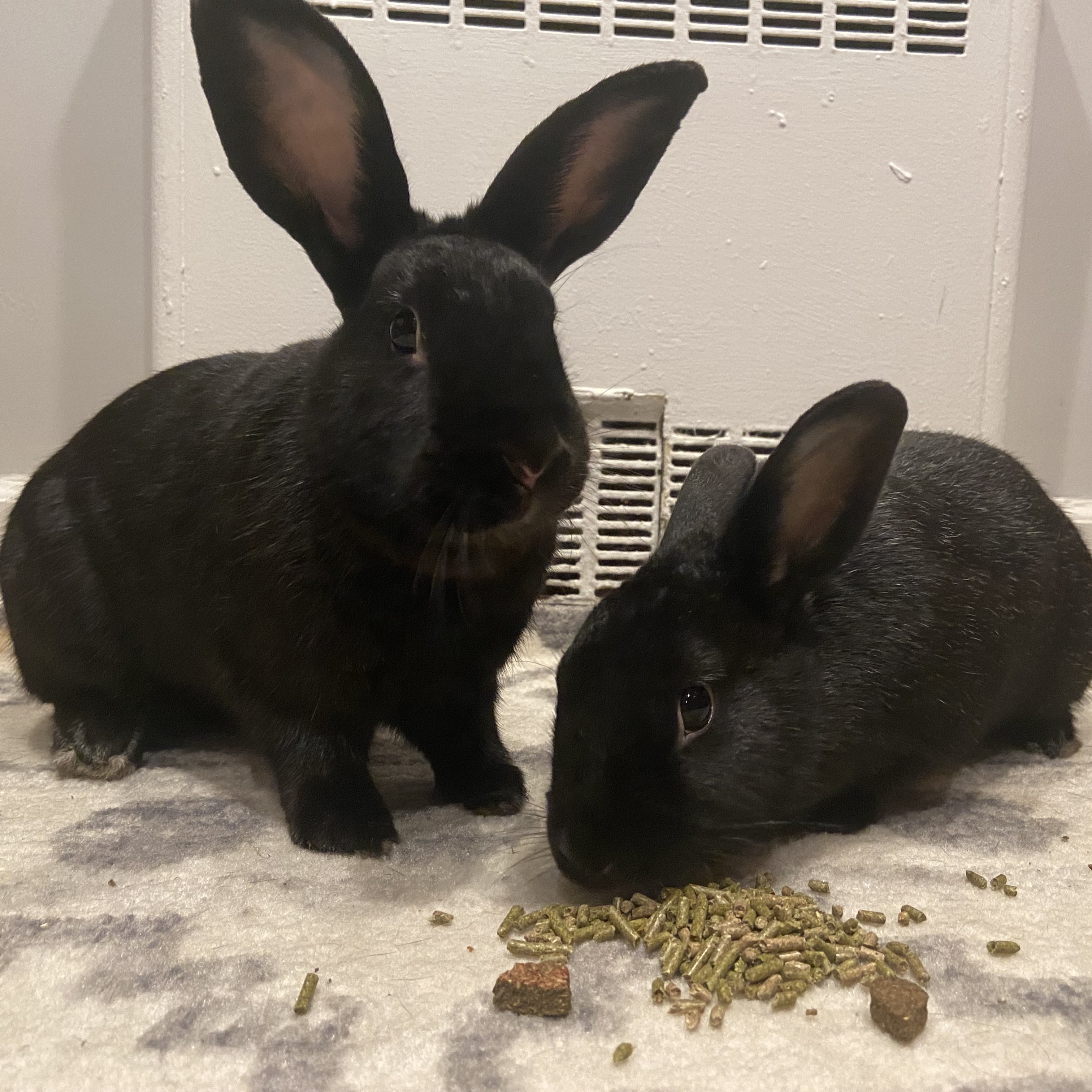 MORGAN & BITSIE (ADULT BONDED MOTHER AND SON), a Adoptable Havana in Forest Hills, NY image 3/6