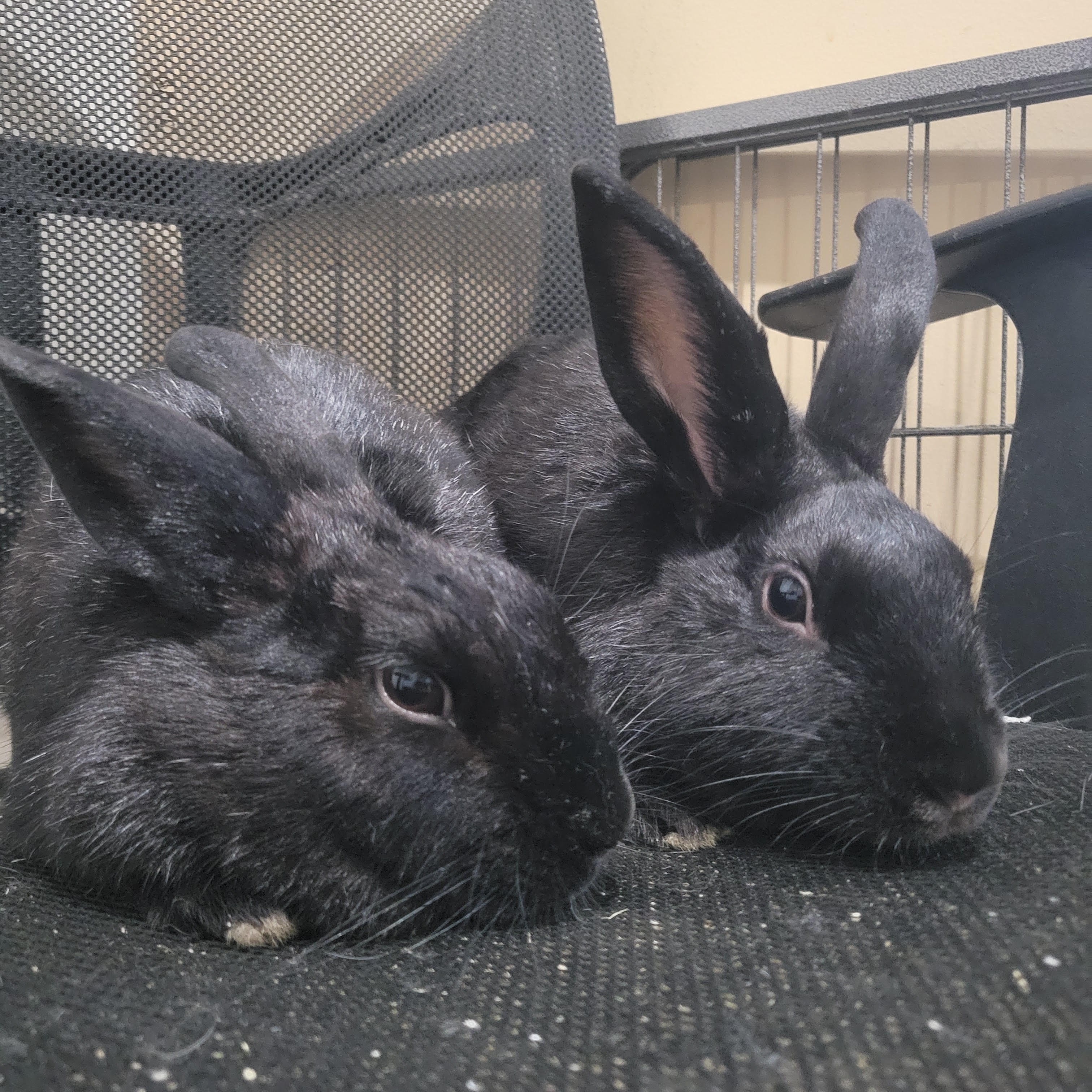 MORGAN & BITSIE (ADULT BONDED MOTHER AND SON), a Adoptable Havana in Forest Hills, NY image 4/6