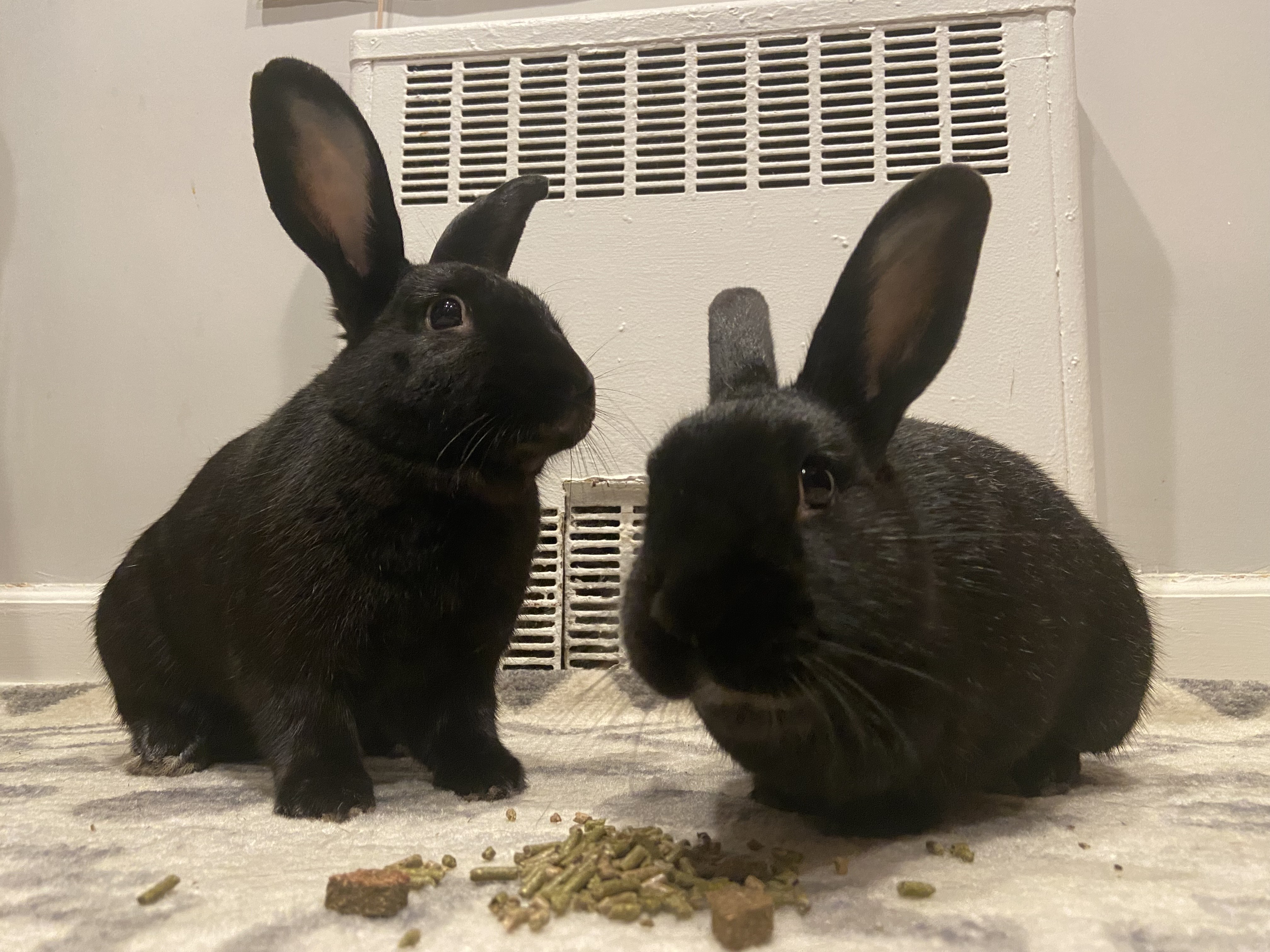 MORGAN & BITSIE (ADULT BONDED MOTHER AND SON)