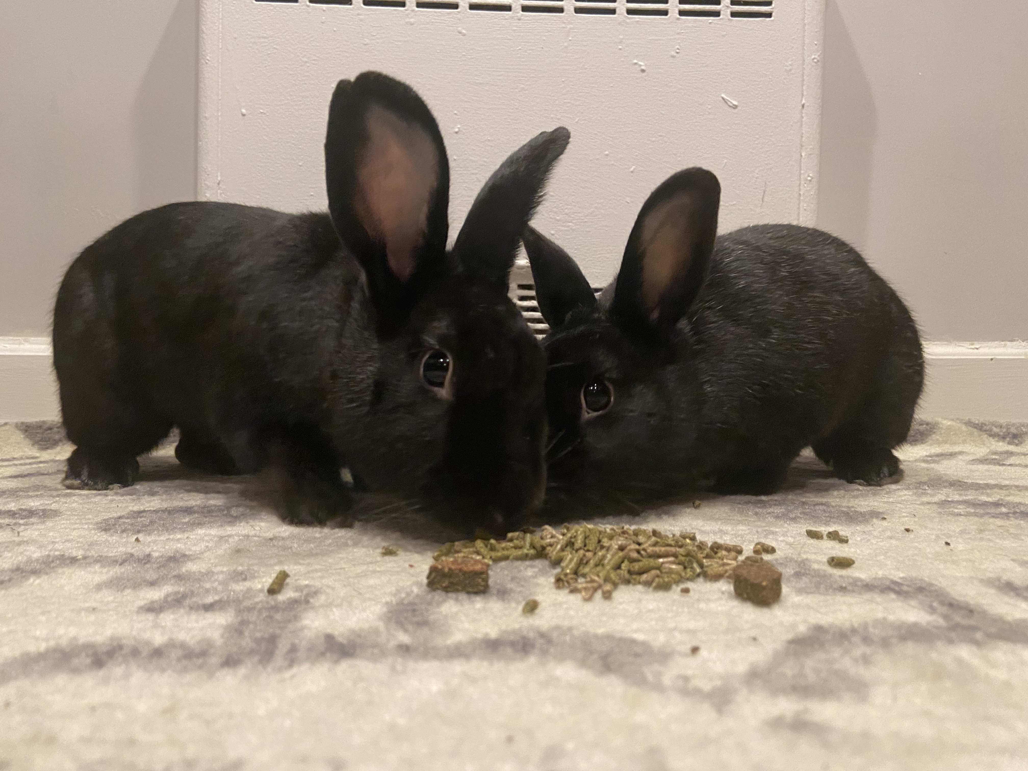 MORGAN & BITSIE (ADULT BONDED MOTHER AND SON), a Adoptable Havana in Forest Hills, NY image 5/6