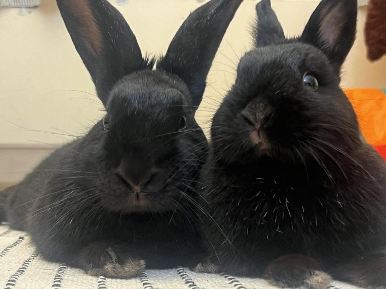 MORGAN & BITSIE (ADULT BONDED MOTHER AND SON), a Adoptable Havana in Forest Hills, NY image 6/6