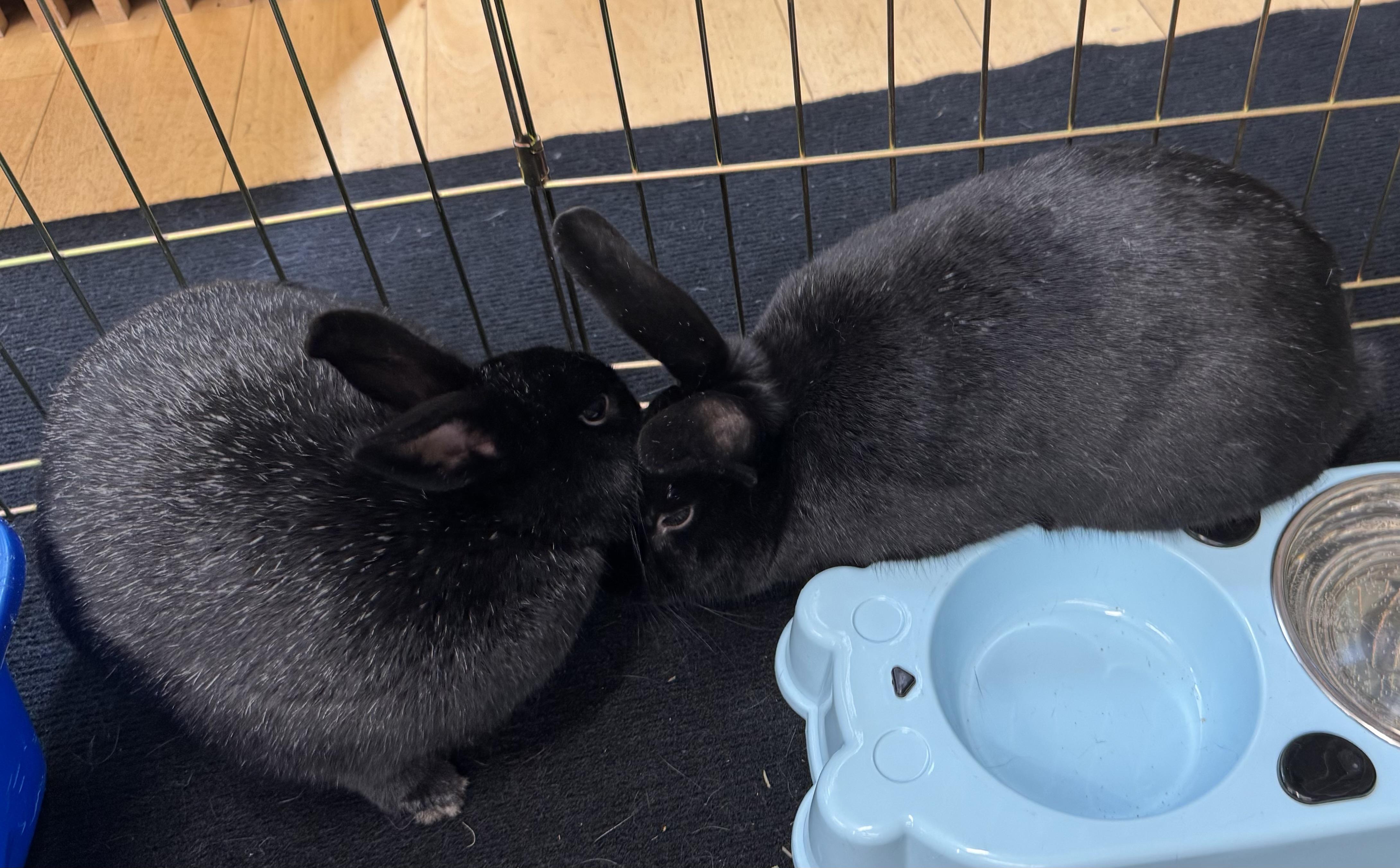 MORGAN & BITSIE (ADULT BONDED MOTHER AND SON) photo 2