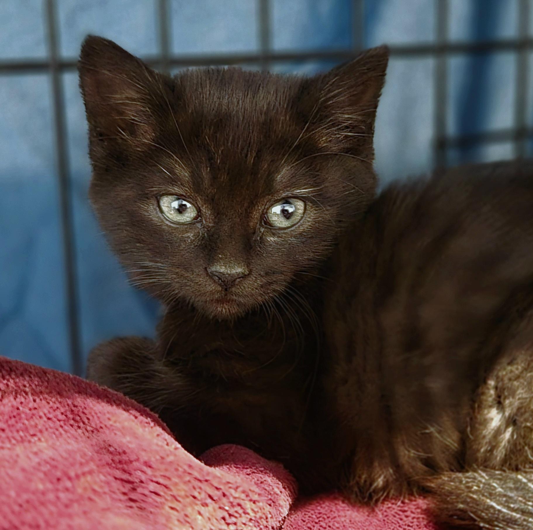 Enlarge Clarice, an adopted Domestic Short Hair in Niantic, CT image 3/6