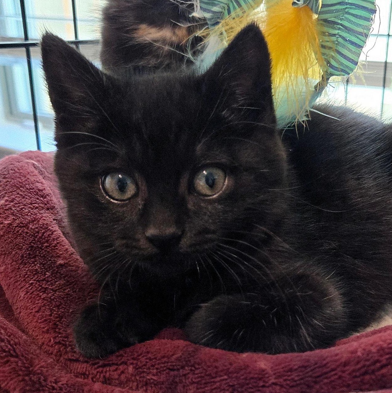 Enlarge Clarice, an adopted Domestic Short Hair in Niantic, CT image 1/6