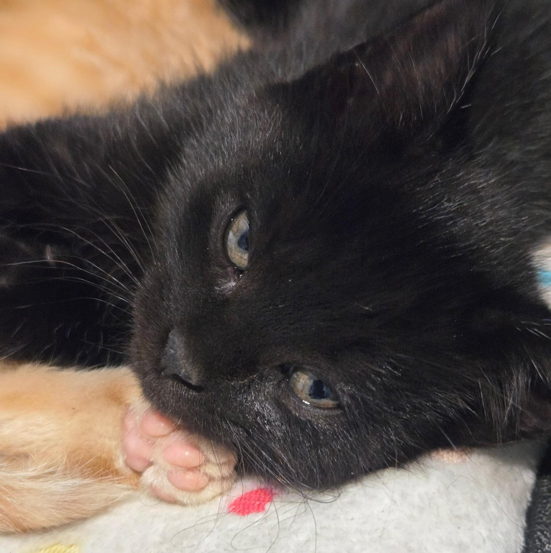 Enlarge Clarice, an adopted Domestic Short Hair in Niantic, CT image 4/6