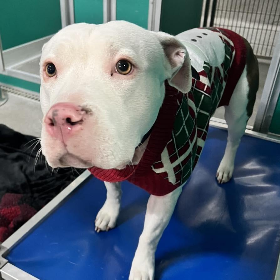 Enlarge Rosie, a Adoptable Pit Bull Terrier in Idaho Falls, ID image 1/3