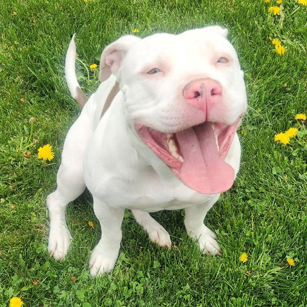 Enlarge Rosie, a Adoptable Pit Bull Terrier in Idaho Falls, ID image 2/3