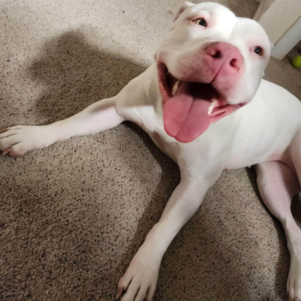 Enlarge Rosie, a Adoptable Pit Bull Terrier in Idaho Falls, ID image 3/3